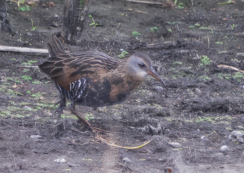 Virginia Rail - ML643511405