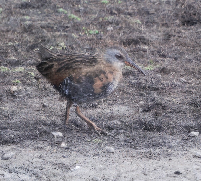 Virginia Rail - ML643511406