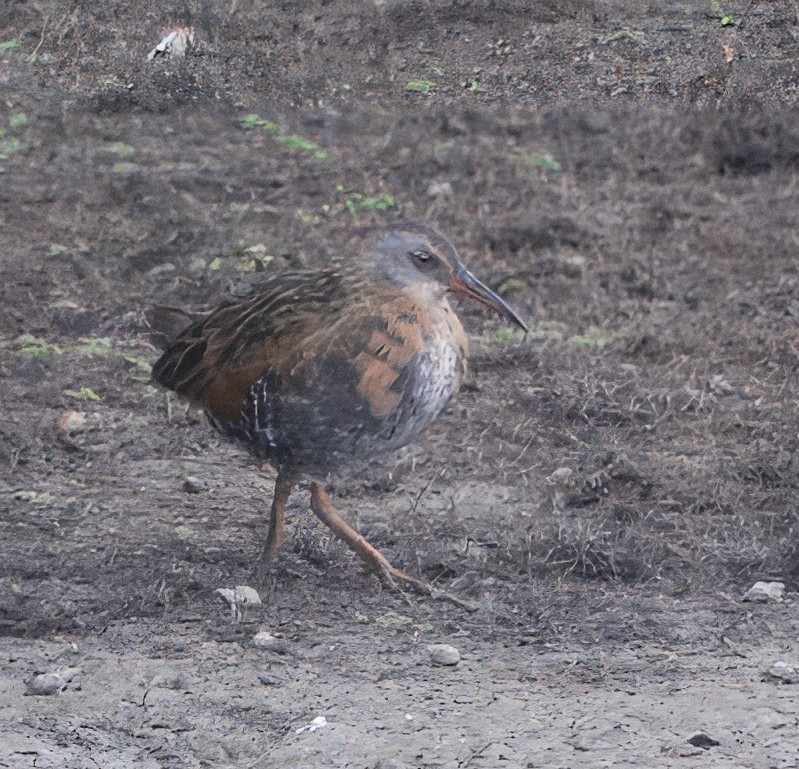 Virginia Rail - ML643511407