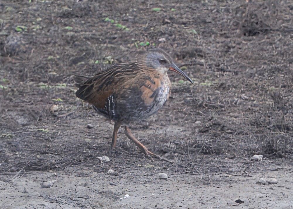 Virginia Rail - ML643511408