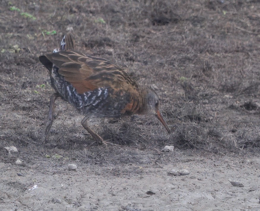 Virginia Rail - ML643511409