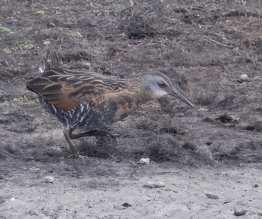 Virginia Rail - ML643511410