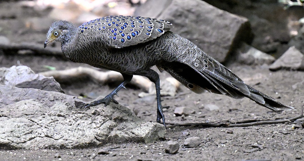 Gray Peacock-Pheasant - ML643511419