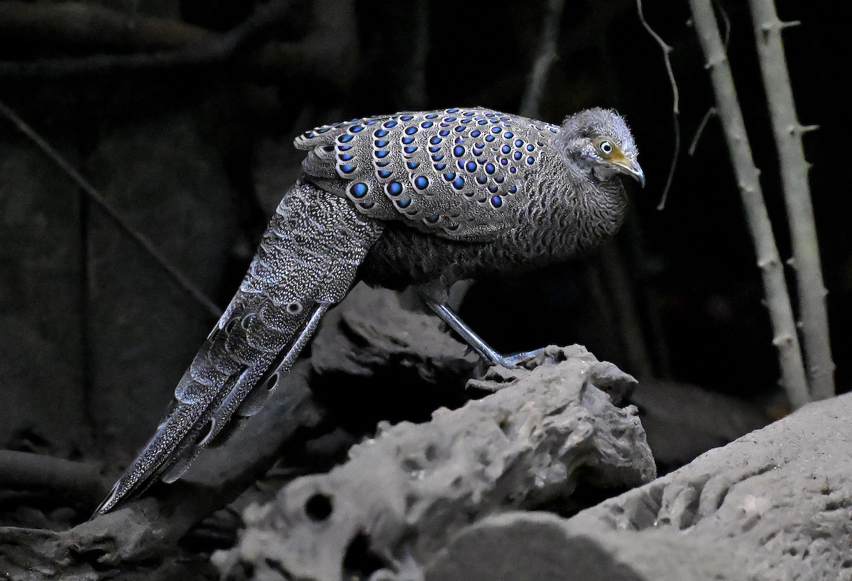 Gray Peacock-Pheasant - ML643511420