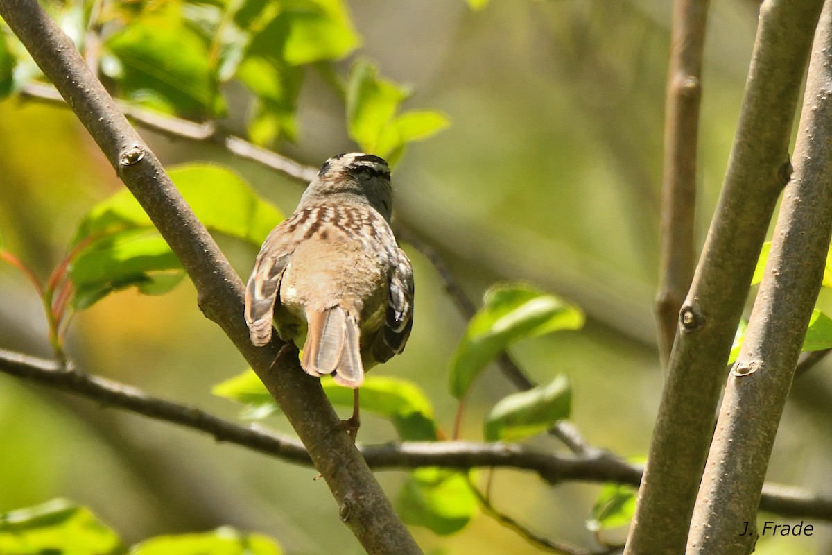 White-crowned Sparrow - ML643511427
