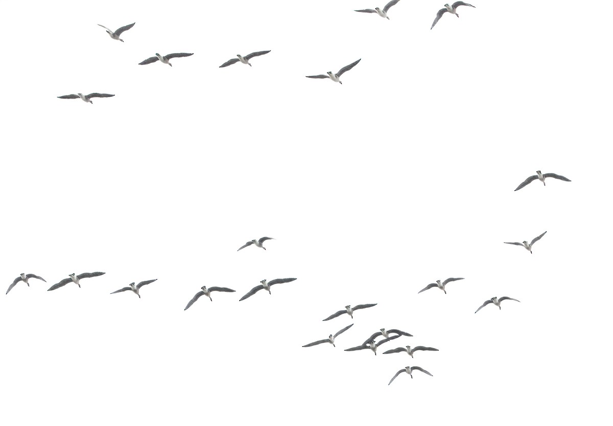 Branta kanadar txikia - ML643511429