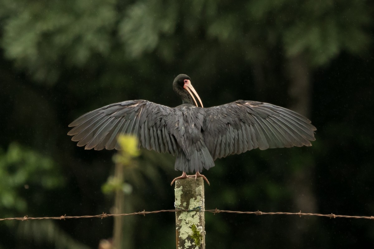 Bare-faced Ibis - ML643511430