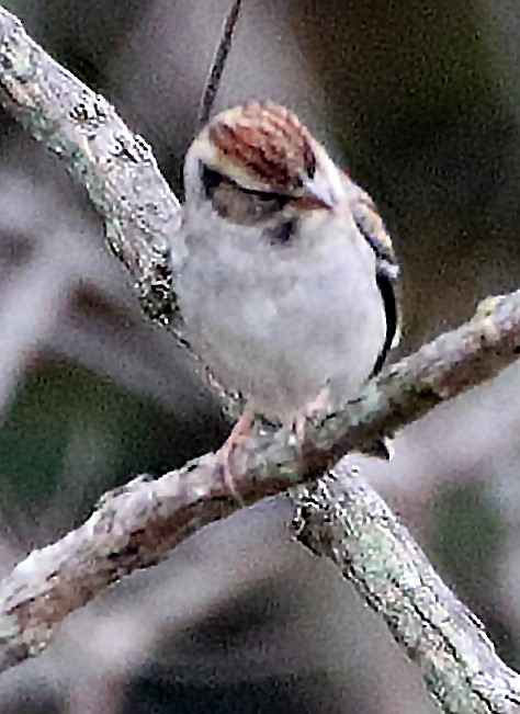 Chipping Sparrow - ML643511432