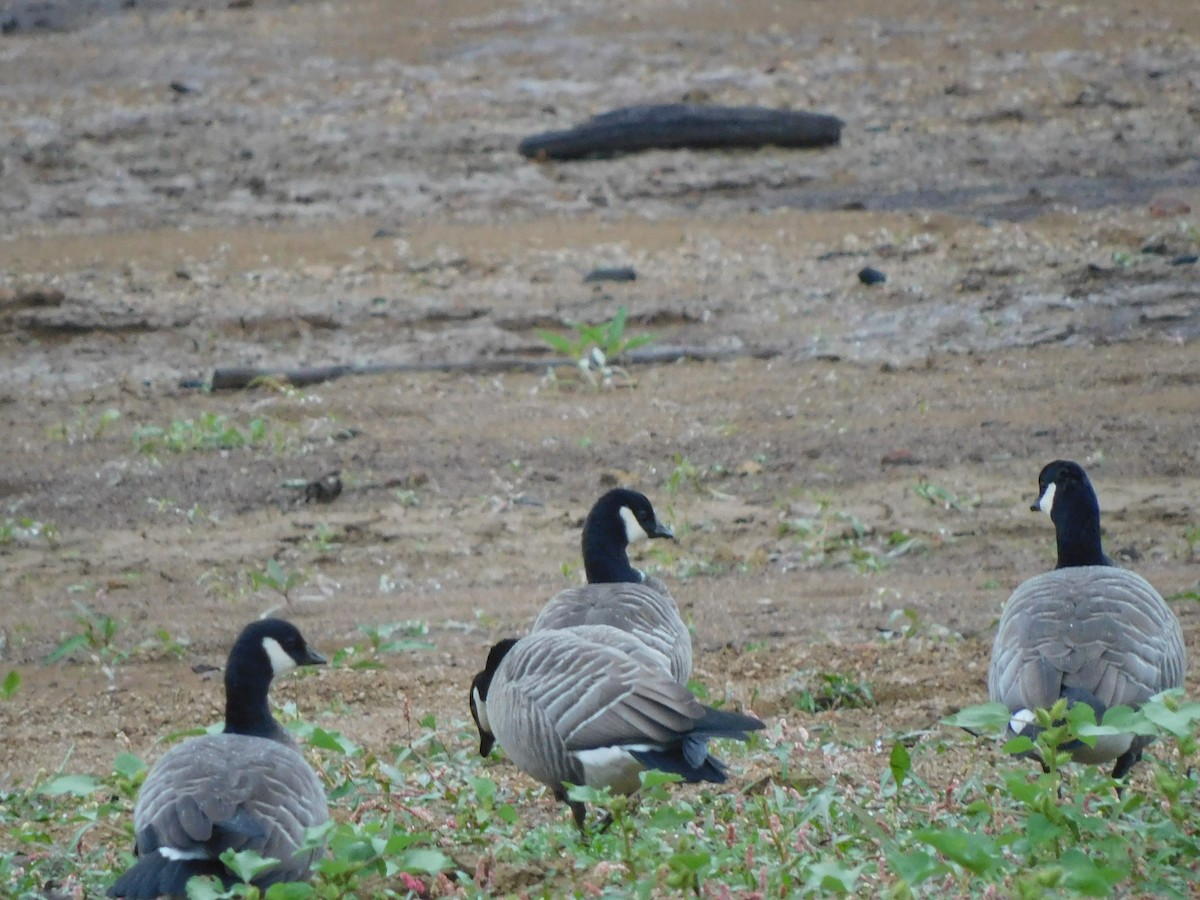 Branta kanadar txikia - ML643511437