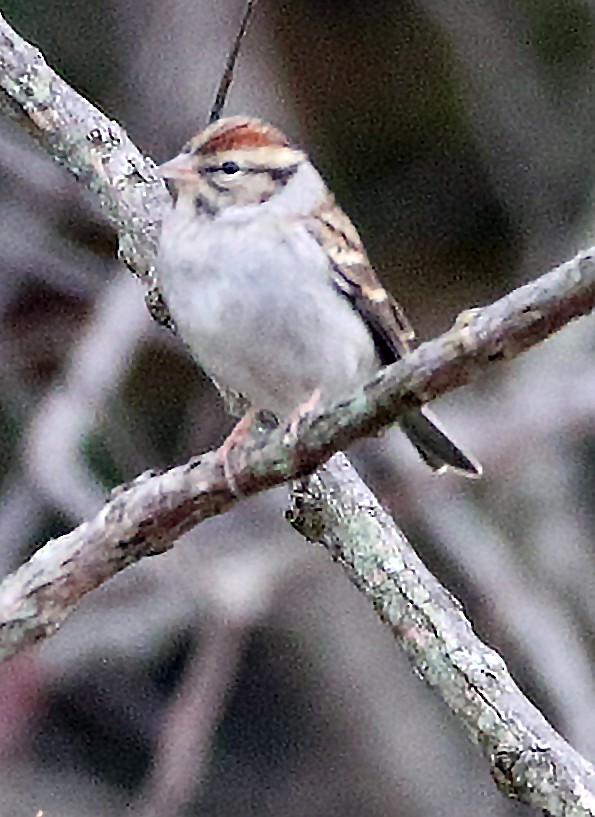Chipping Sparrow - ML643511443