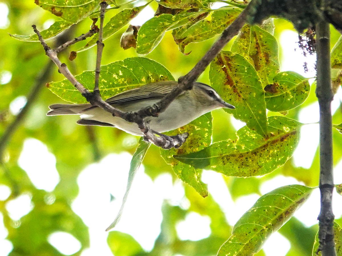 Viréo à calotte brune - ML643511448