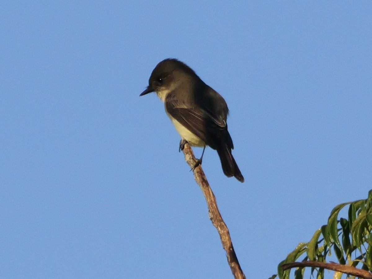 Eastern Phoebe - ML643511464