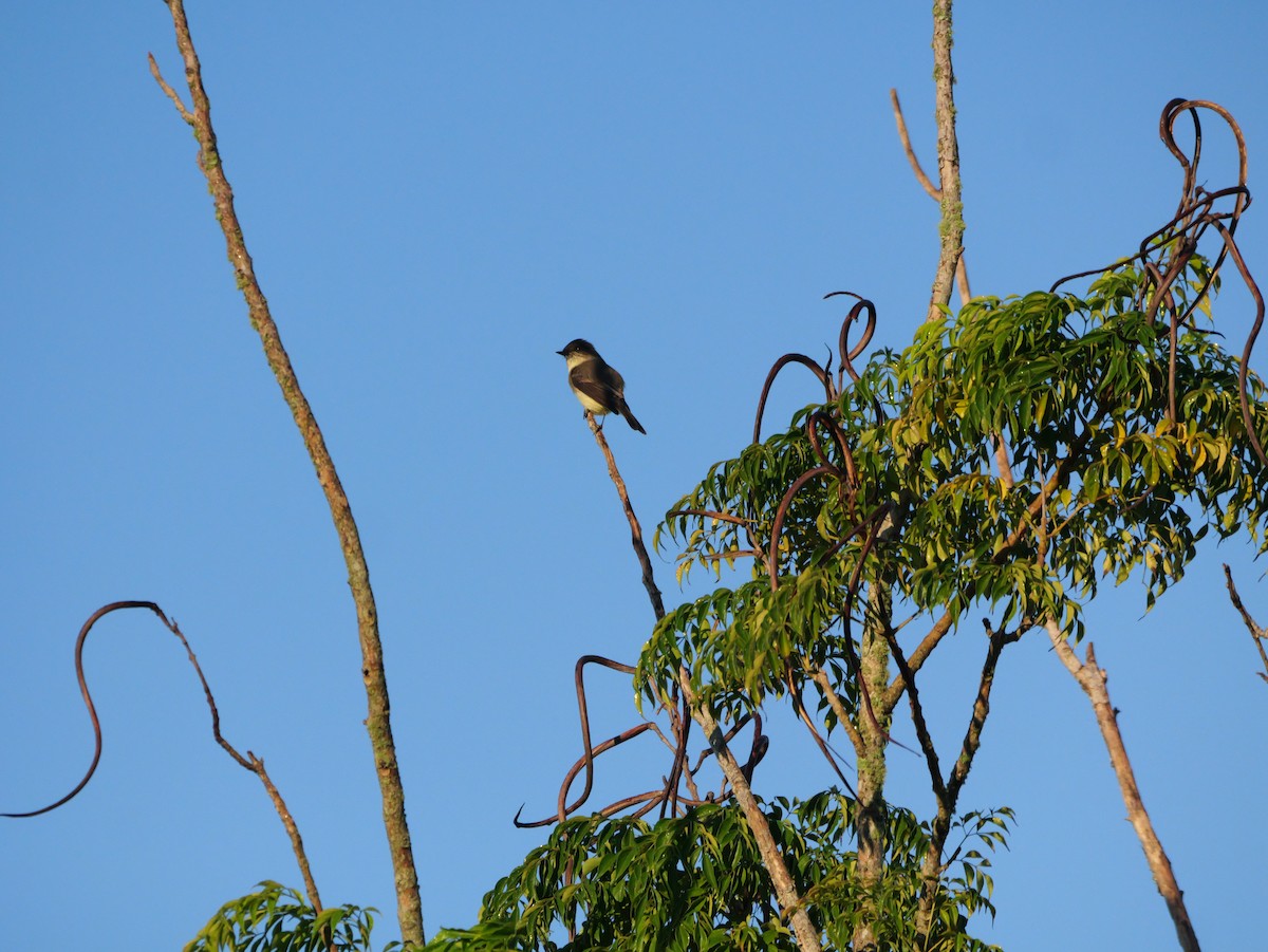 Eastern Phoebe - ML643511465