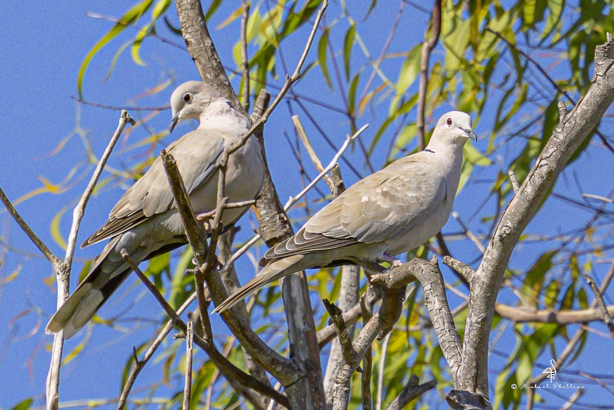 Буулгат хүүрзгэнэ - ML643511484