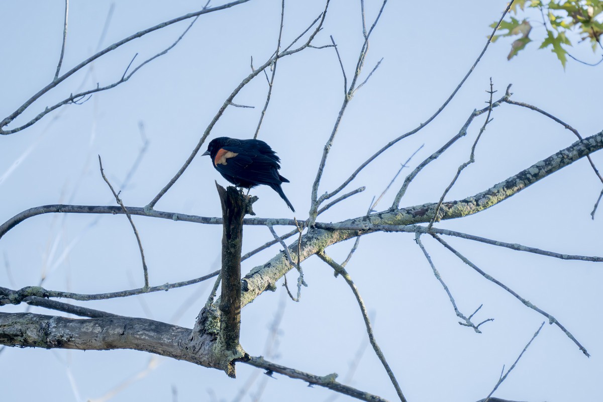Red-winged Blackbird - ML643511490