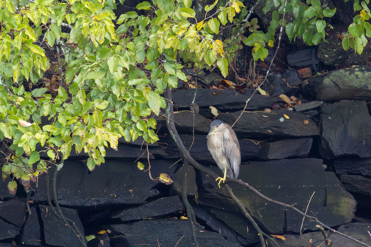 Black-crowned Night Heron - ML643511501