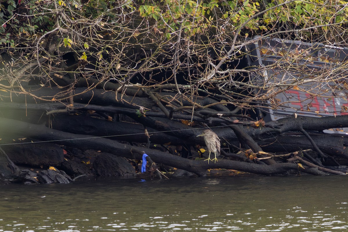Black-crowned Night Heron - ML643511506