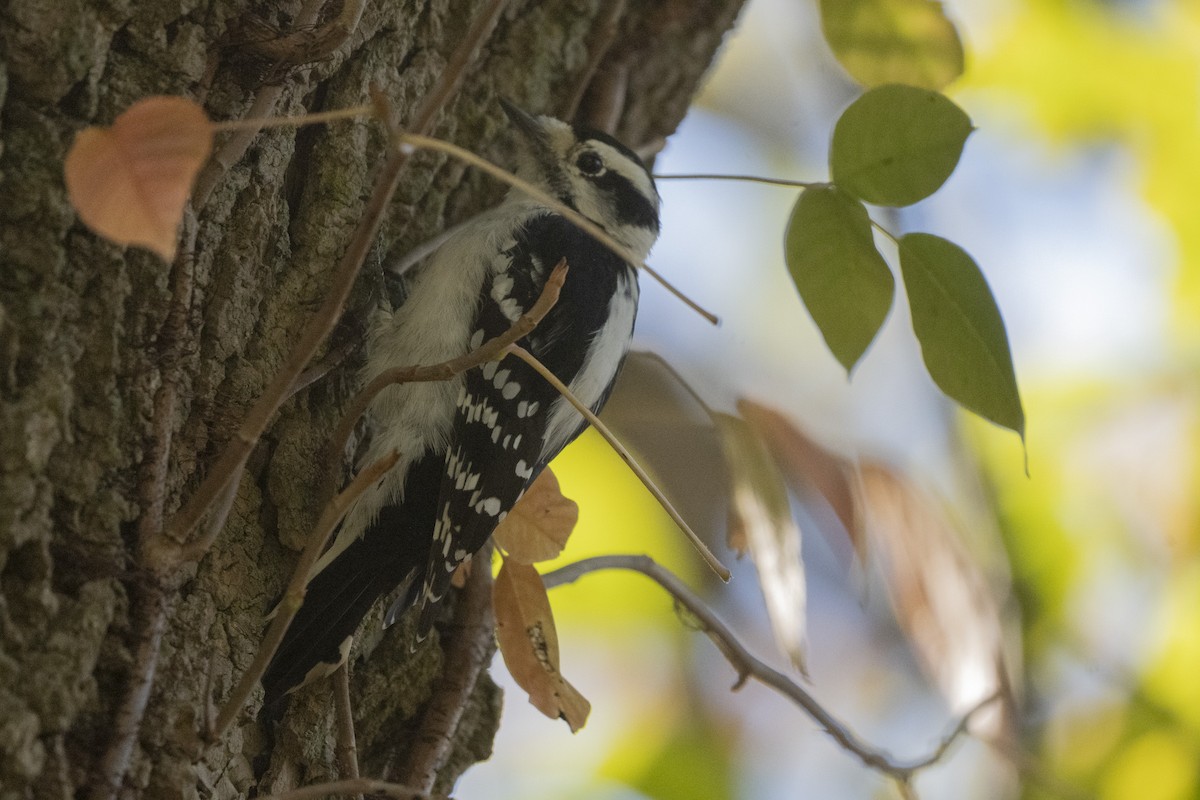 Downy Woodpecker - ML643511535