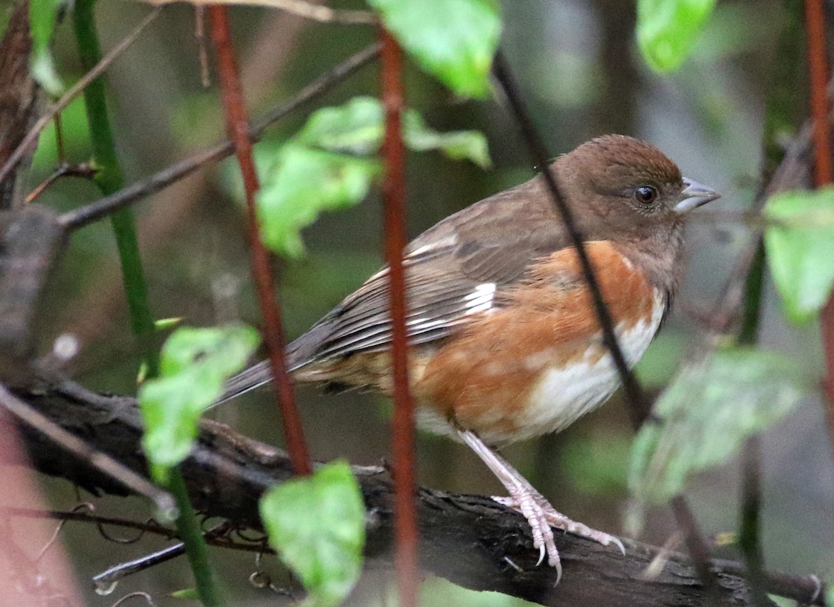 Eastern Towhee - ML643511536