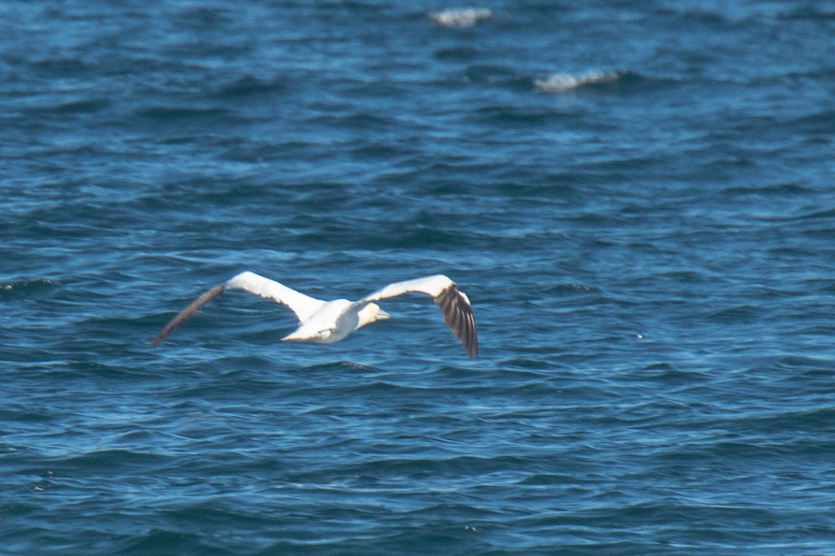 Northern Gannet - ML643511539