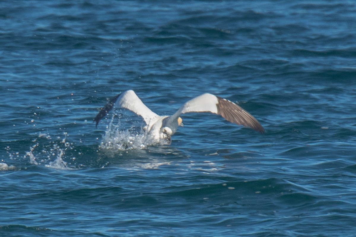 Northern Gannet - ML643511540