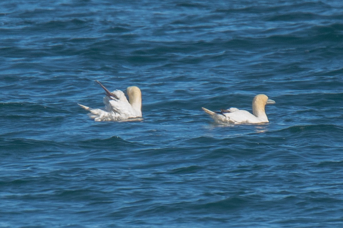 Northern Gannet - ML643511542