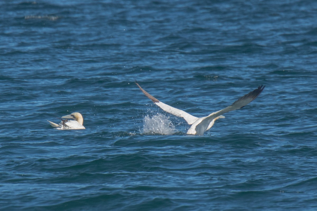 Northern Gannet - ML643511545