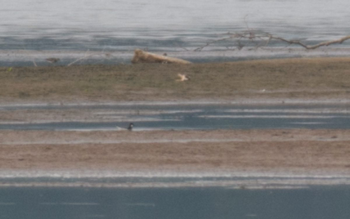 Red-necked Phalarope - ML643511554