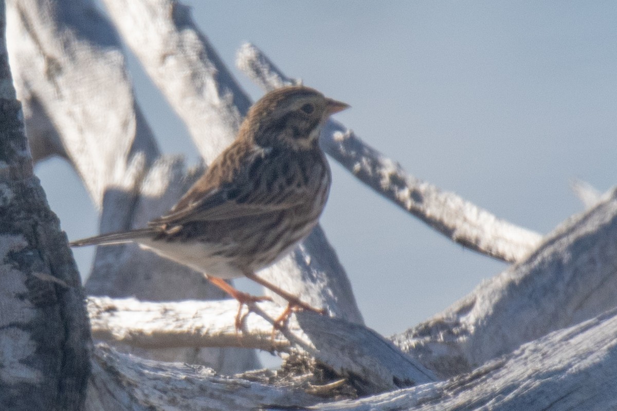 Savannah Sparrow - ML643511564