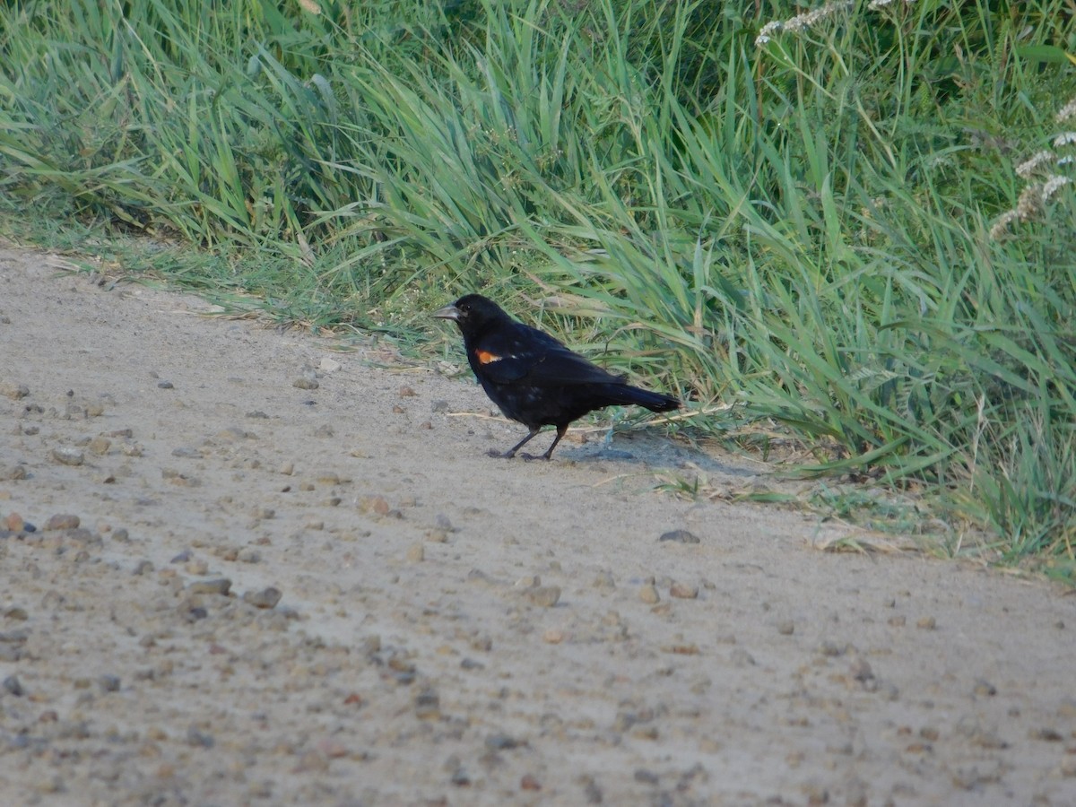 Red-winged Blackbird - ML643511567