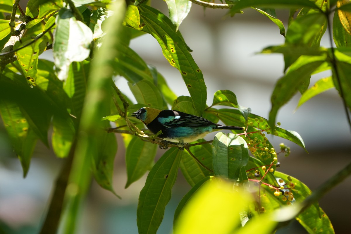 Golden-hooded Tanager - ML643511569