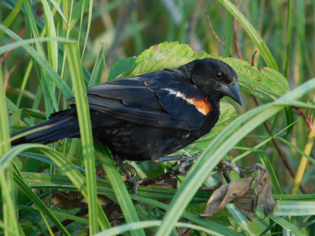 Red-winged Blackbird - ML643511571