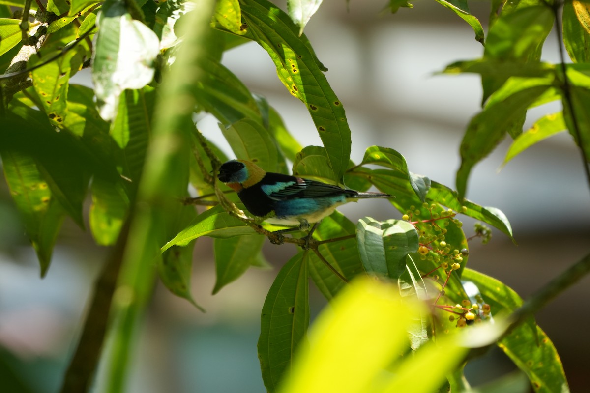 Golden-hooded Tanager - ML643511578