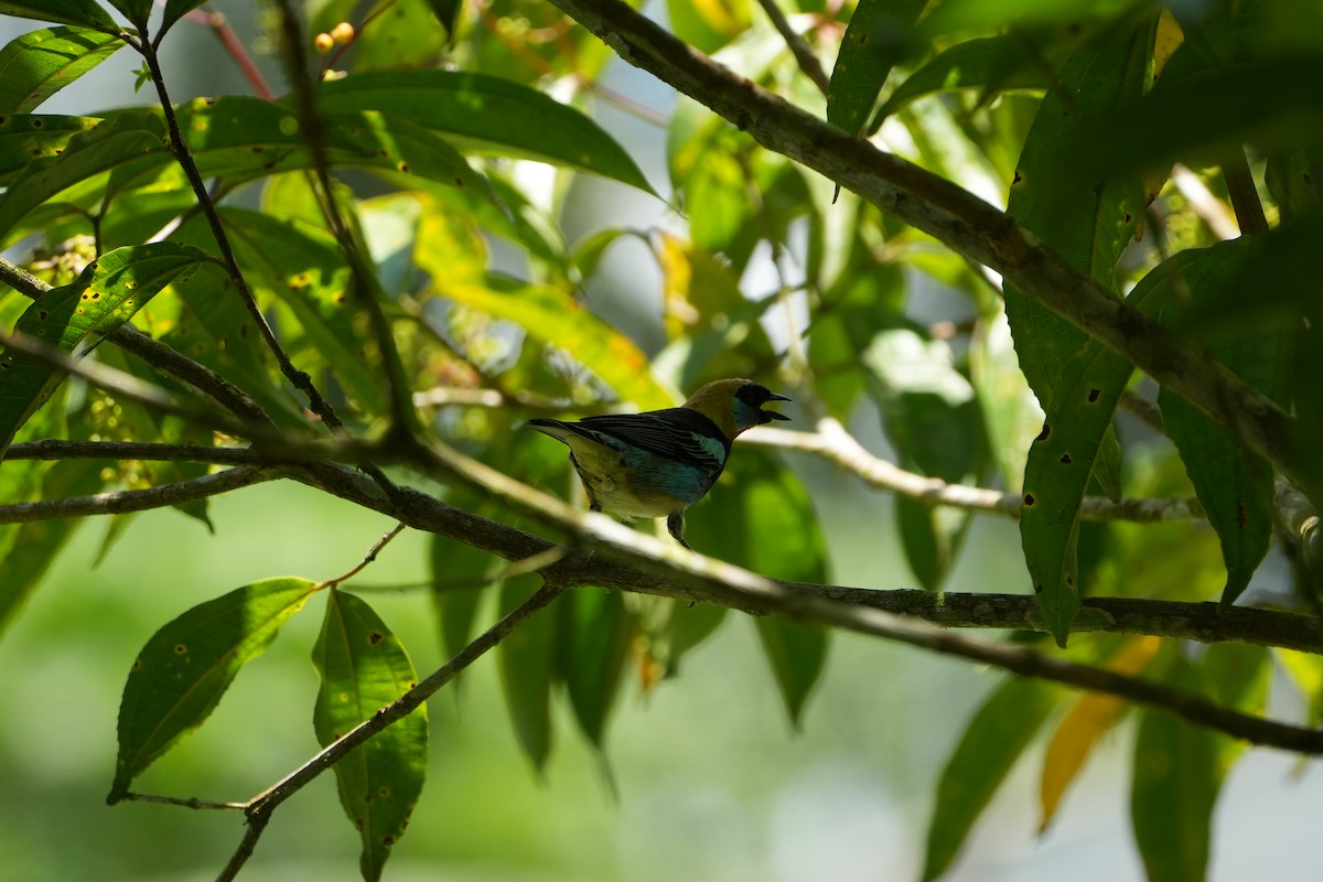 Golden-hooded Tanager - ML643511594