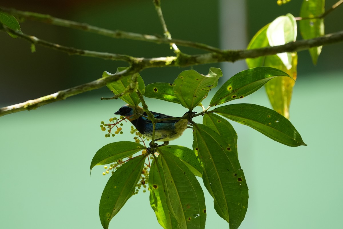 Golden-hooded Tanager - ML643511609