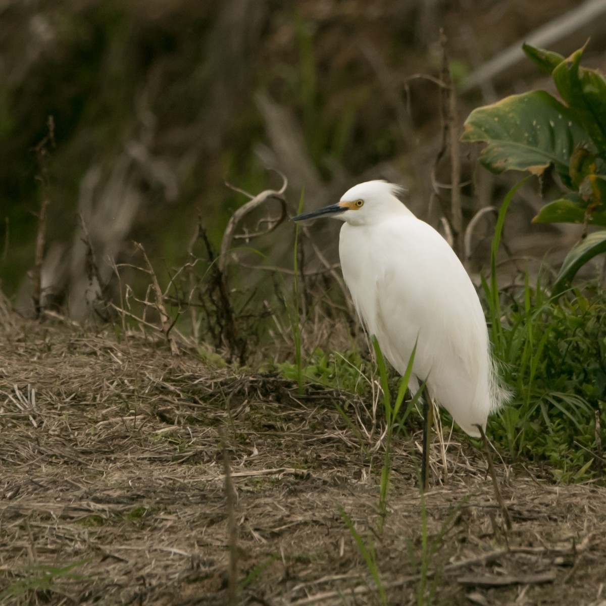 Snowy Egret - ML643511611