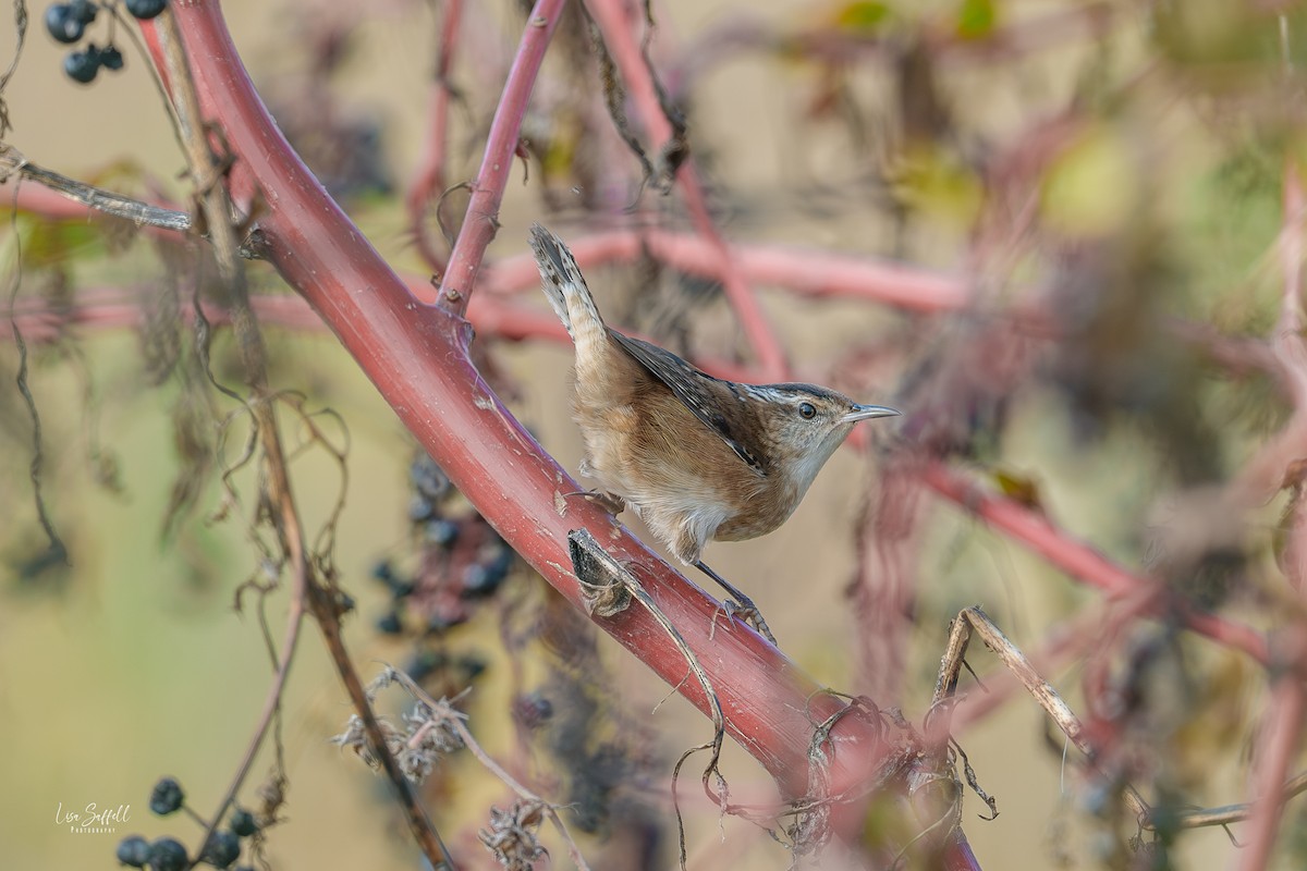 Marsh Wren - ML643511613