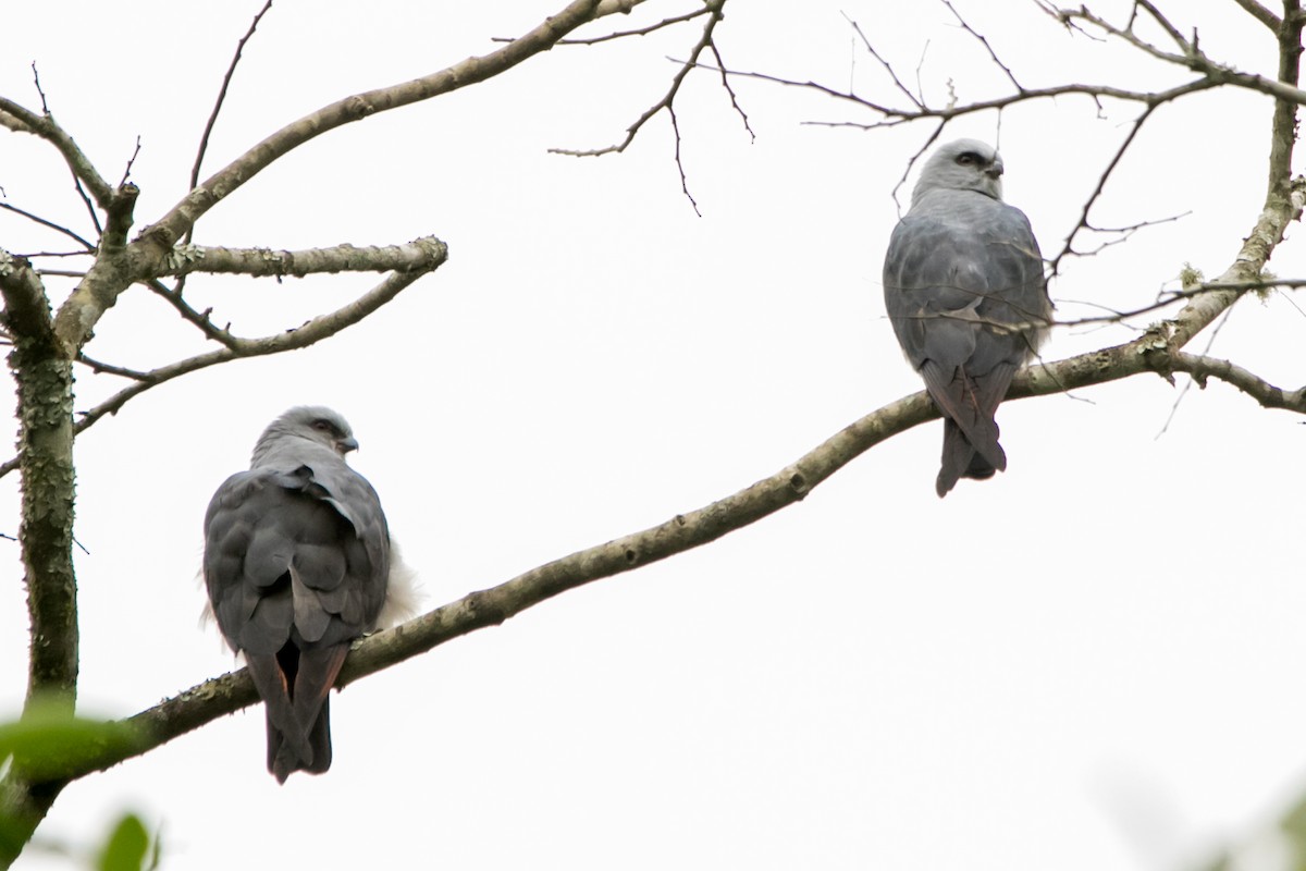 Plumbeous Kite - ML643511649