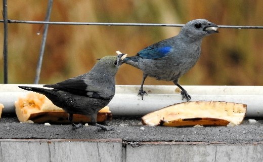 Palm Tanager - ML643511663
