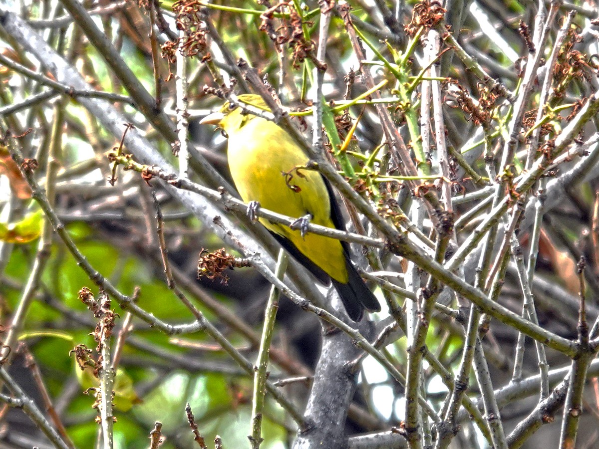 Scarlet Tanager - ML643511665