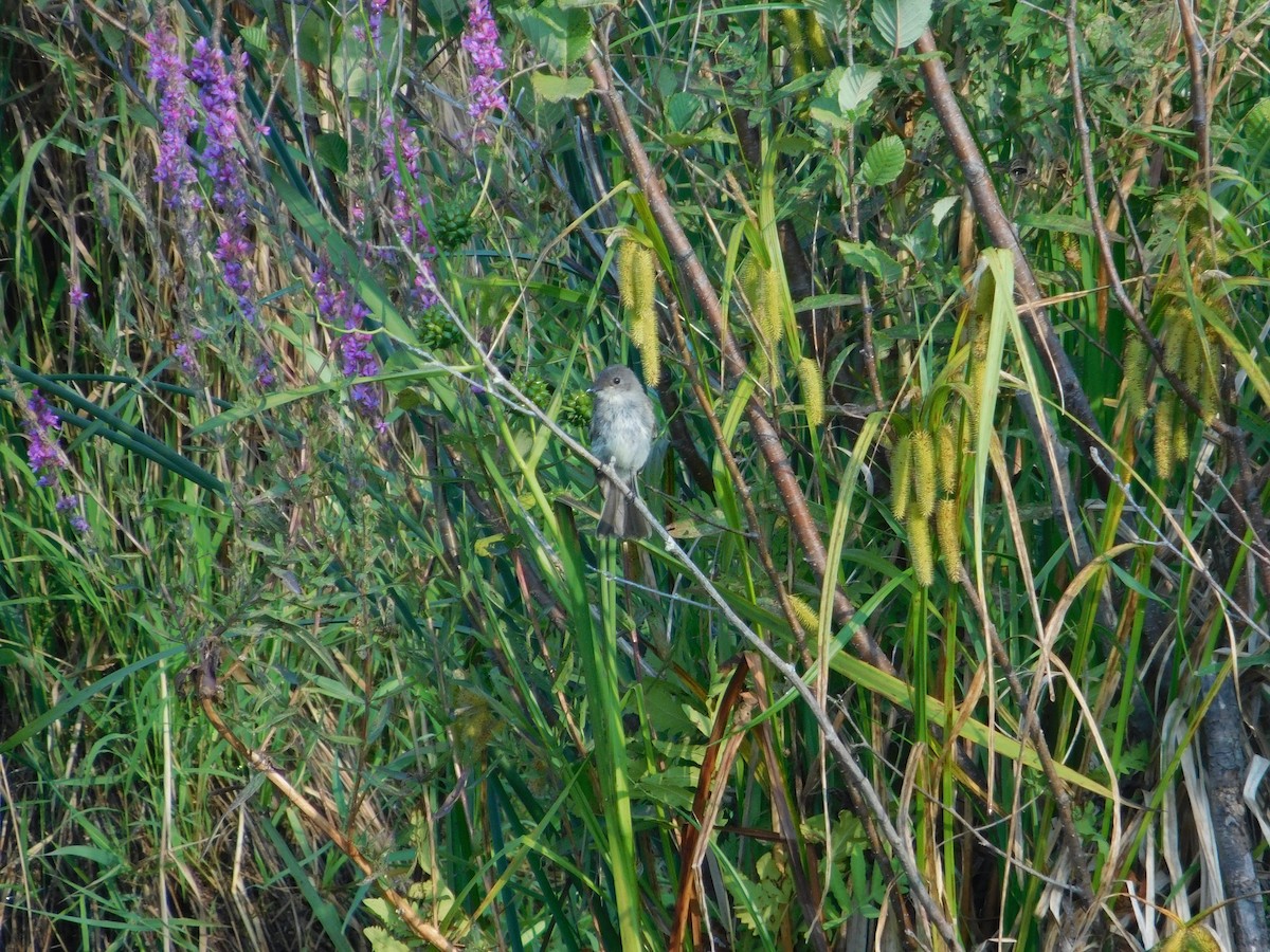 Eastern Phoebe - ML643511678