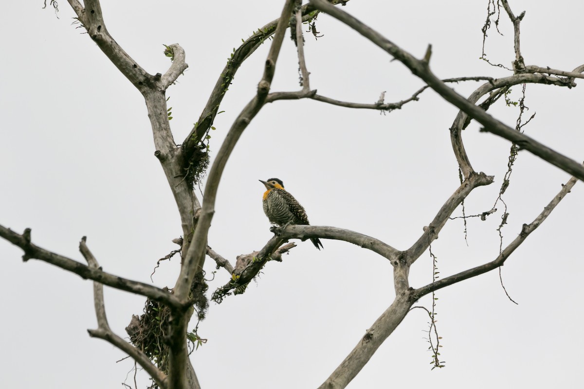 Campo Flicker - ML643511685