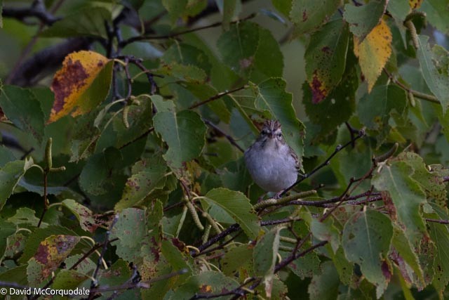 Chipping Sparrow - ML643511686
