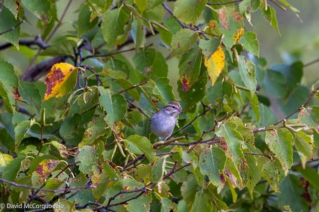 Chipping Sparrow - ML643511687
