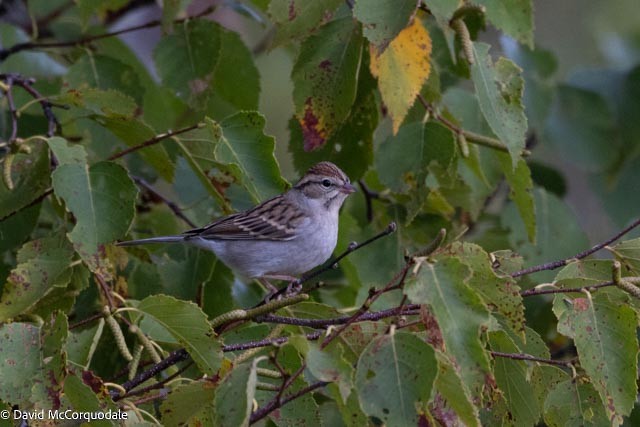 Chipping Sparrow - ML643511689
