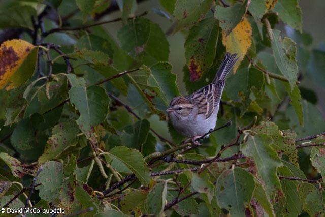 Chipping Sparrow - ML643511690