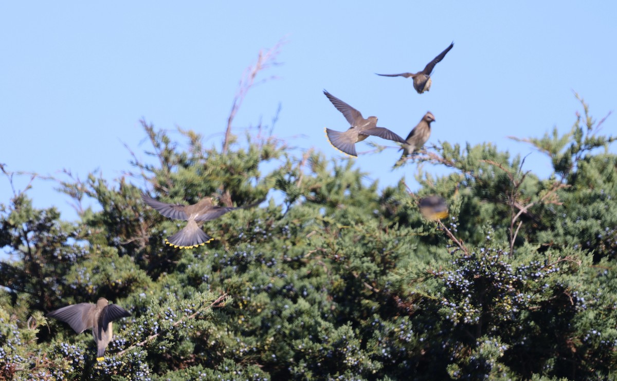 Cedar Waxwing - ML643511704
