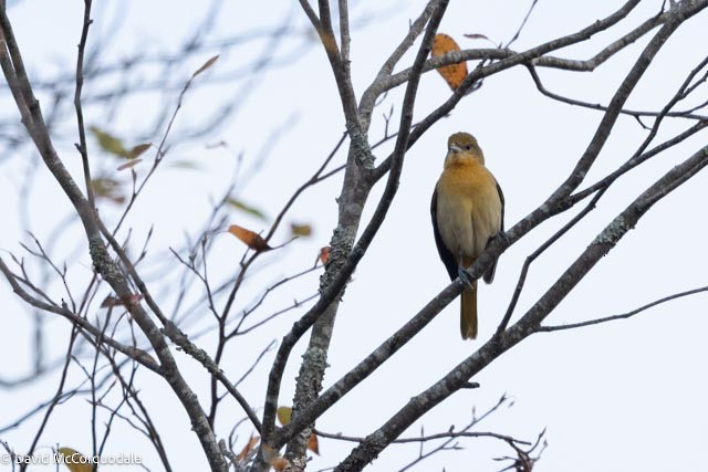 Baltimore Oriole - ML643511707