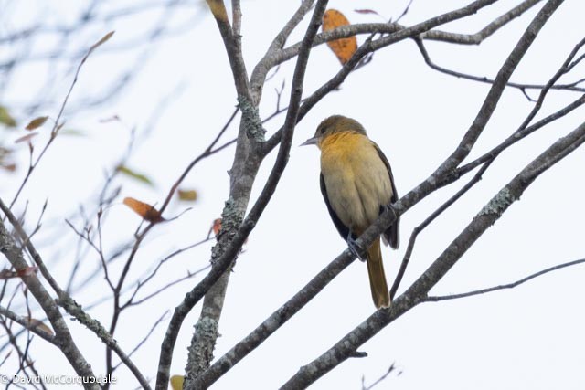 Baltimore Oriole - ML643511708
