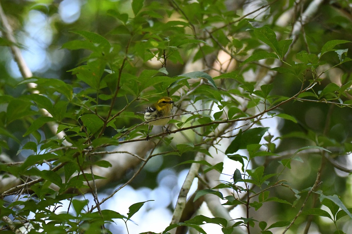Grünmantel-Waldsänger - ML643511710